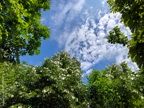 Green leaves and blue sky with white clouds in the summer season.