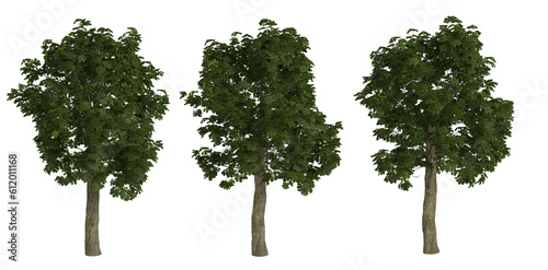 3D illustration of pine trees on transparent background
