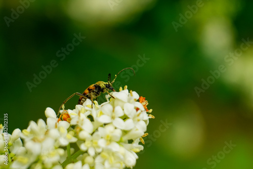 Bug on a flower