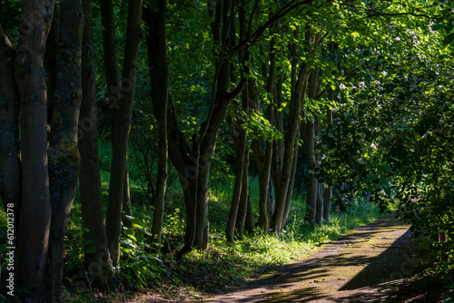 Serene Tree-lined Avenue with Dappled Sunlight on the Path in Germany