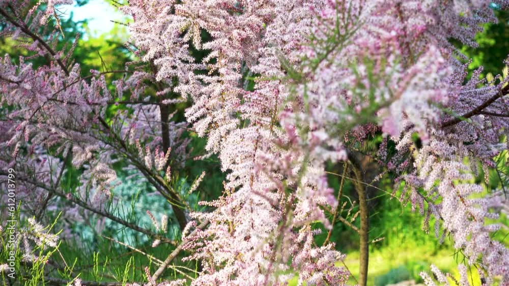 Flowering tamarix bush in the garden. Blooming tamarix in spring in the park. Camera movement. The concept of gardens, parks, landscape design. Flowering tamarix bush in the garden. Blooming tamarix in spring in the park. Camera movement. The concept of gardens, parks, landscape design.