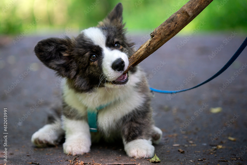 Wiosna w Parku Mogilskim w Krakowie - Polska. Mały szczeniak psa Pembroke Welsh Corgi. Wiosna w Parku Mogilskim w Krakowie - Polska. Mały szczeniak psa Pembroke Welsh Corgi.