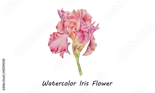 watercolor iris flower, Watercolor iris, vector illustration