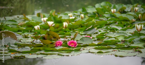 Panel kuchenny z motywem Wiosna w Parku Lotników Polskich koło Tauron Arena w Krakowie - Polska. Kaczeńce (lilie) pływające na wodzie w stawie. 