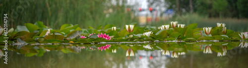 Panel kuchenny z motywem Wiosna w Parku Lotników Polskich koło Tauron Arena w Krakowie - Polska. Kaczeńce (lilie) pływające na wodzie w stawie. 