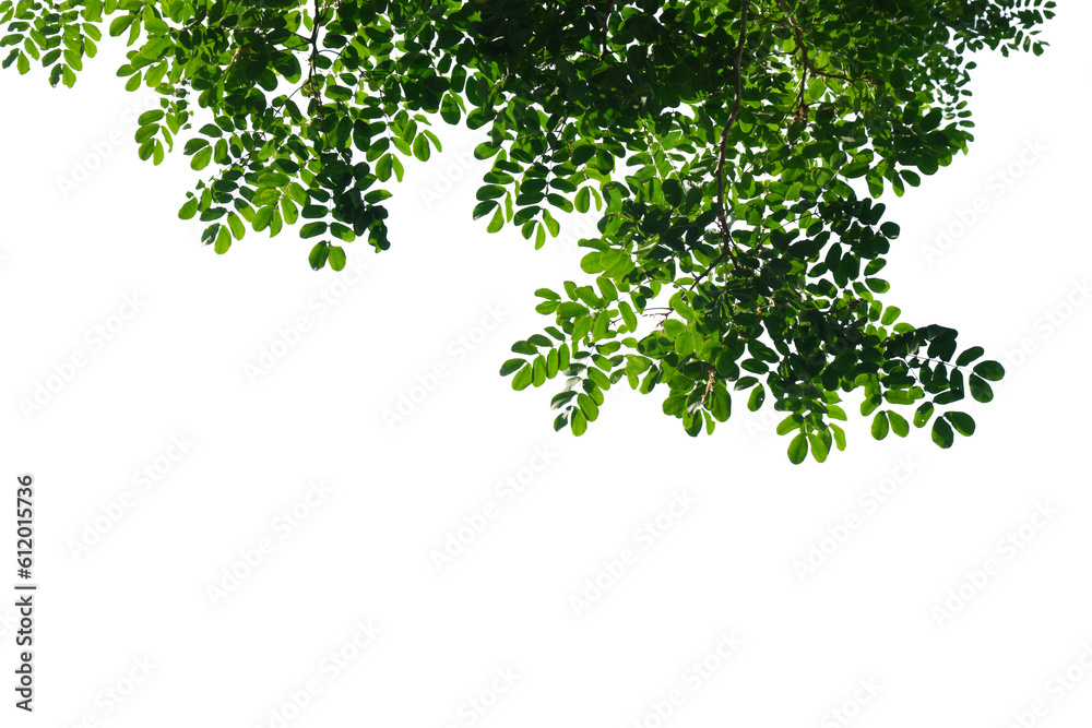 Green tree branch isolated on white background Green tree branch isolated on white background