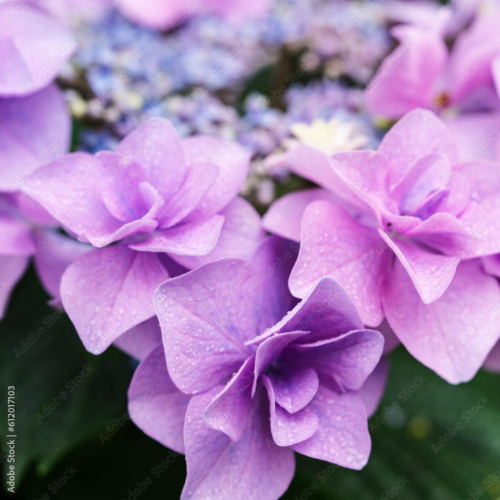 紫陽花 紫陽花