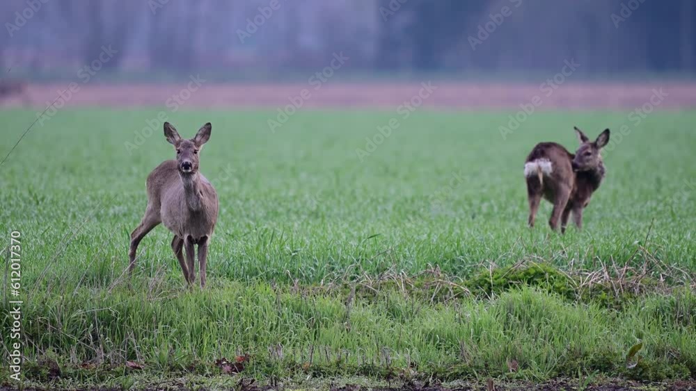 Roe deer females stand in the field and look attentively for enemies, spring, north rhine westphalia, (capreolus capreolus), germany Roe deer females stand in the field and look attentively for enemies, spring, north rhine westphalia, (capreolus capreolus), germany