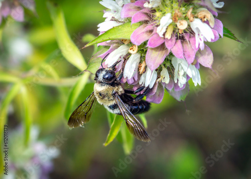 Eastern Carpenter Bee enjoying Lemon Beebalm along the Shadow Creek Ranch Nature Trail in Pearland, Texas