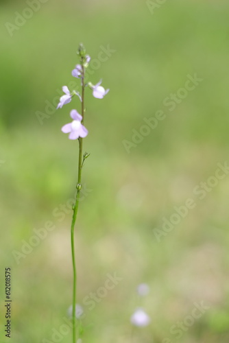 flowers in the garden