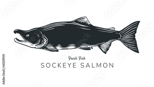 Sockeye salmon illustration for logo design, label design, print, animal, food and beverage