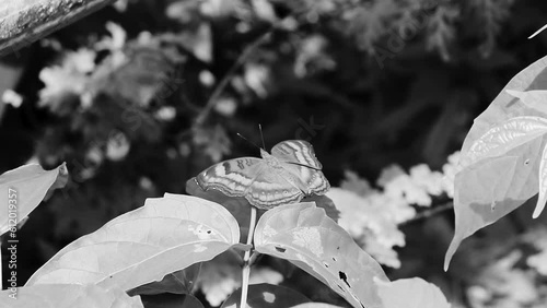 Orange black yellow butterfly butterflies insect on green plant Thailand. photo