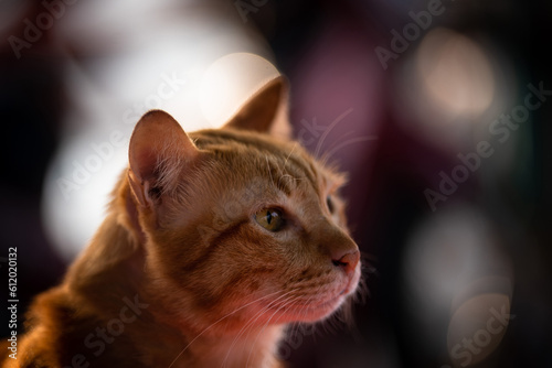 Close-up portrait of a orange kitten with big yellow eyes with cat neck strap.Portrait of a fat tabby cat with brown furs with leash. Lying at the ground..Pets and lifestyle concept. Lovely fluffy cat