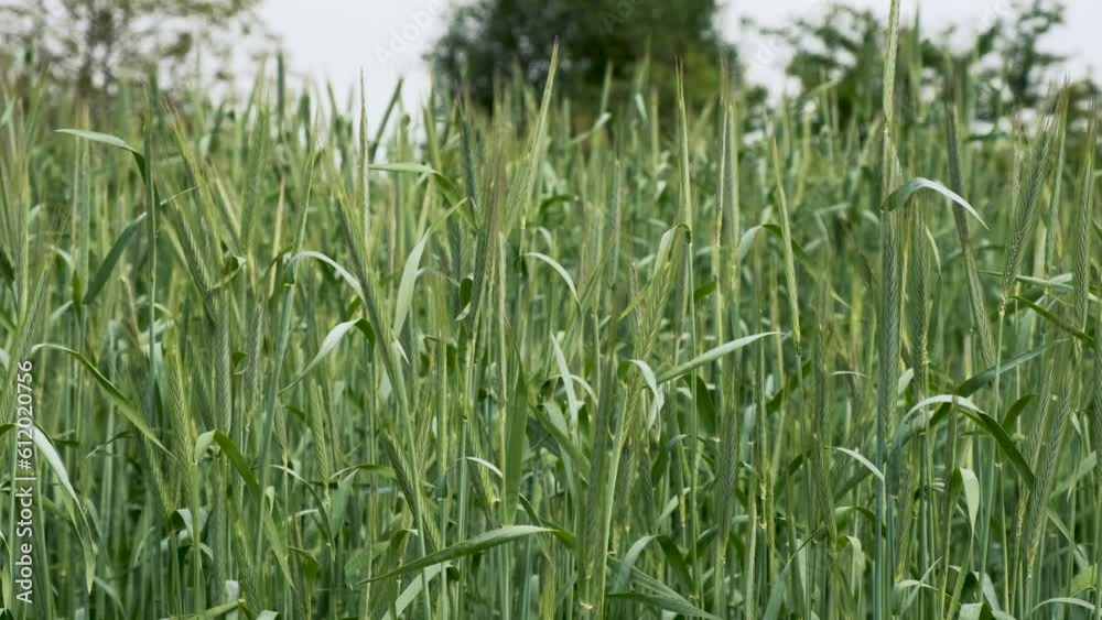 Ears of wheat on the field. Close up 4K video Ears of wheat on the field. Close up 4K video