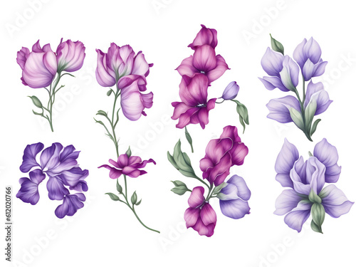 set of watercolor sweet pea flower elements on transparent background,generative ai