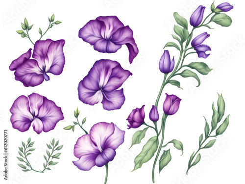 set of watercolor sweet pea flower elements on transparent background,generative ai