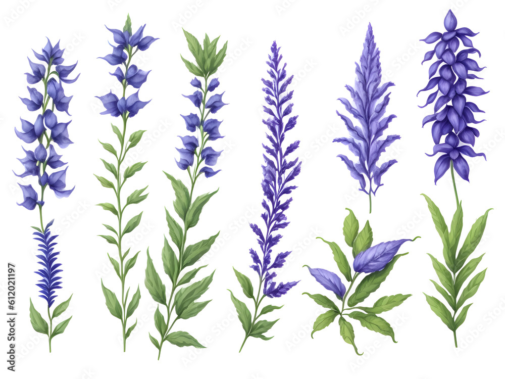 Fototapeta premium set of watercolor Rosmarinus or salvia flower elements on transparent background,generative ai