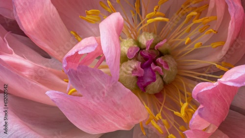 Beautiful pink Peony flower background. Wedding backdrop, Valentine's Day concept. Mother's day, Holiday, Love, birthday