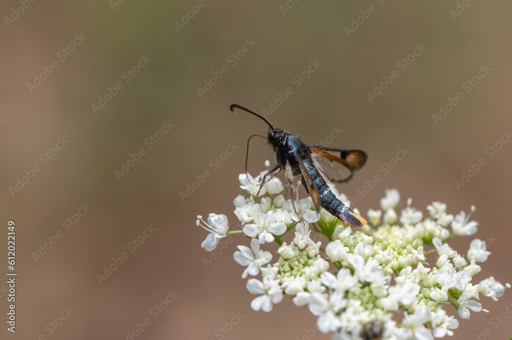 Pyropteron chrysidiformis - Fiery Clearwing - Sésie de l'Oseille Pyropteron chrysidiformis - Fiery Clearwing - Sésie de l'Oseille