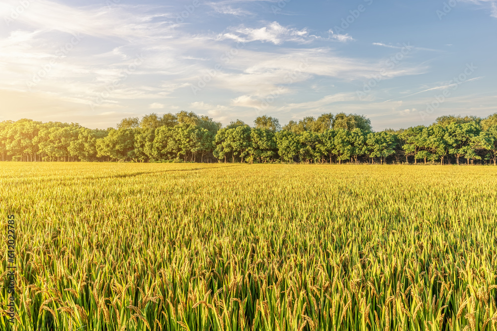 Rice fields and natural scenery at sunset