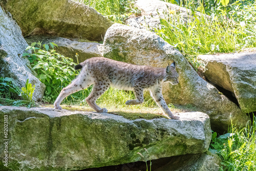 Luchs im Gegenlicht