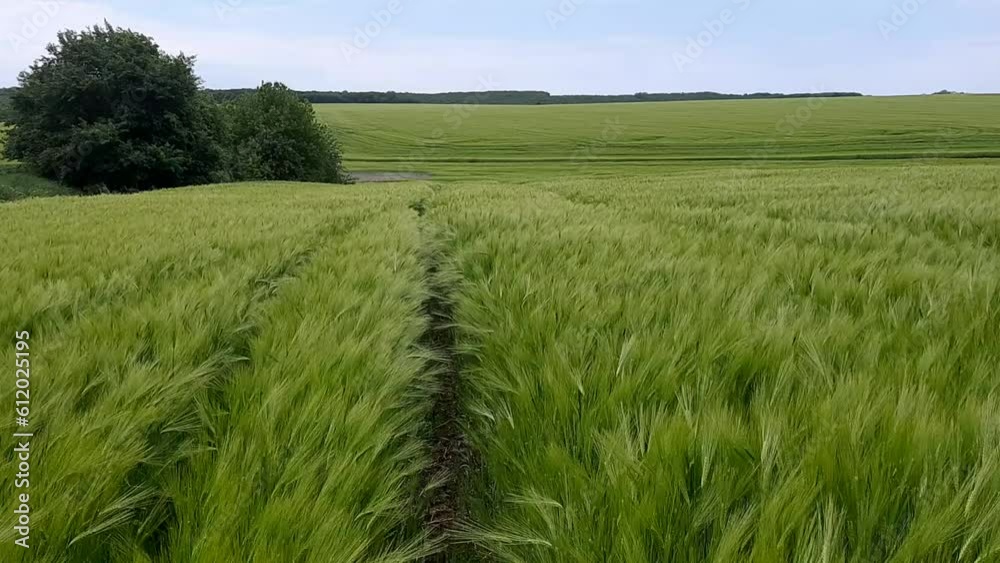Beautiful green wheat countriside field 1 Beautiful green wheat countriside field 1