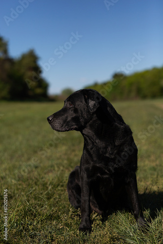 black labrador on the meadow