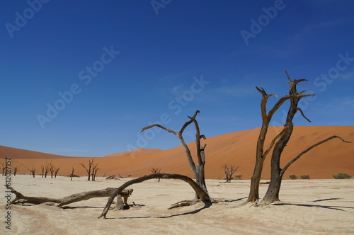 ナミブ砂漠 デッドフレイ