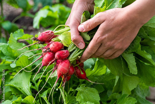 Canvas Print In the hands of a bunch of fresh radishes, just picked from the garden