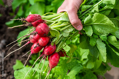 Obraz na plátně In the hands of a bunch of fresh radishes, just picked from the garden
