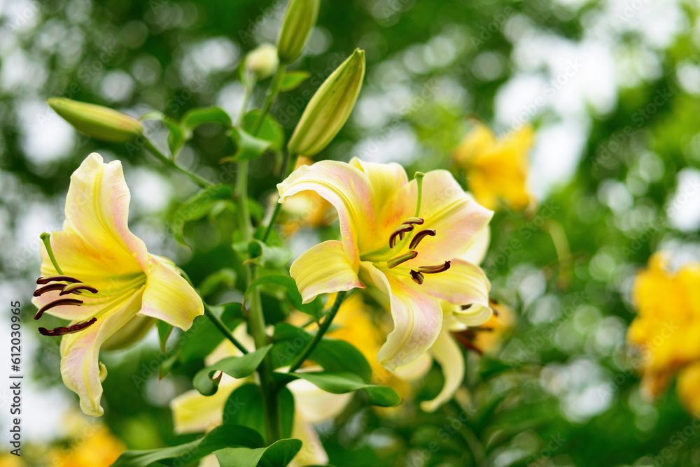 Fototapeta premium Yellow lily in garden.