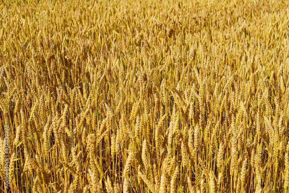 Ears of wheat. Ears of wheat.