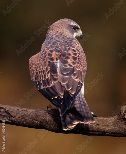 Close up portrait Swainsons hawk photo