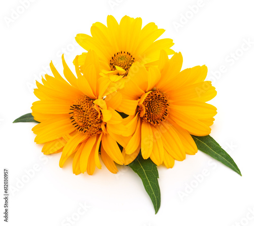 Three yellow flowers.