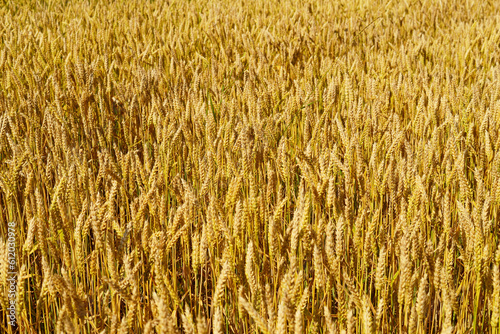 Ears of wheat.