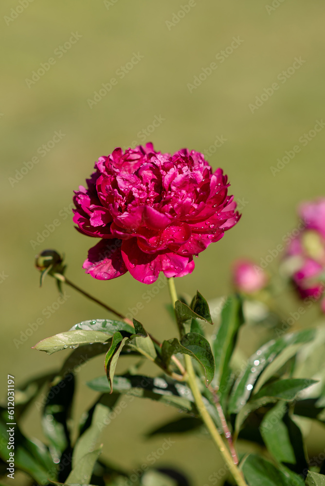 Peony flowers growing in the garden among the greenery