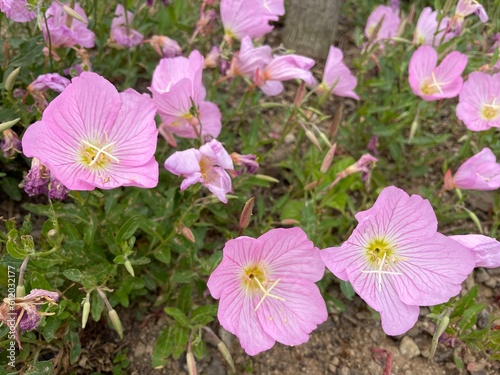 pink flowers in a garden