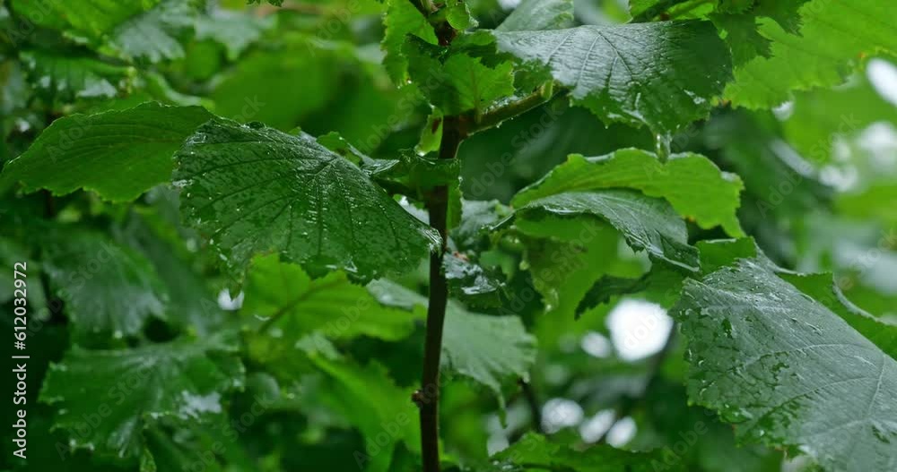 rain drops on leaves
