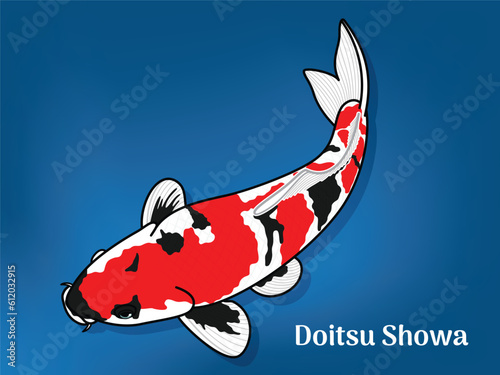 Vector image of Fancy carp or 