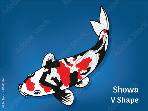 Vector image of Fancy carp or 