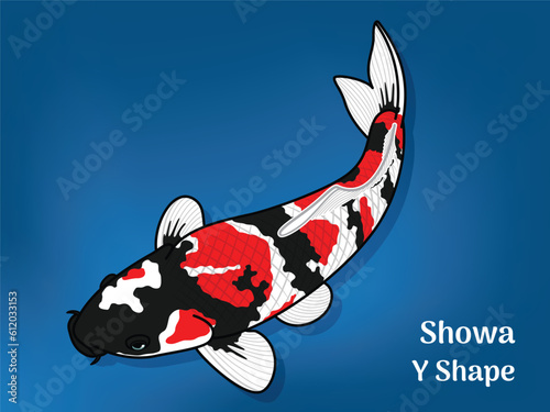 Vector image of Fancy carp or "koi". This's Varieties are called "Showa Y Shape". Illustration for children's learning
