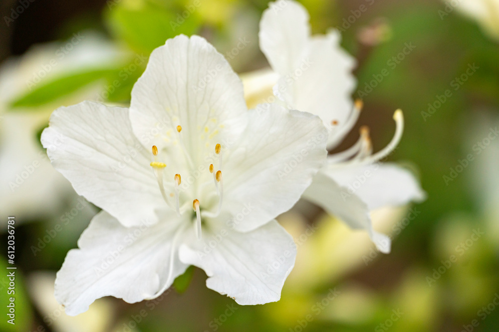 Close-up view of white azalea flower in full bloom. Selective focus. Floral background and wallpaper. Close-up view of white azalea flower in full bloom. Selective focus. Floral background and wallpaper.