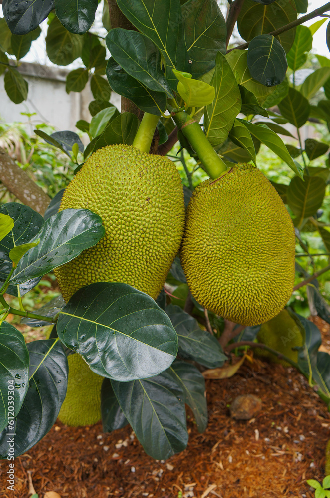 jackfruit on tree jackfruit on tree