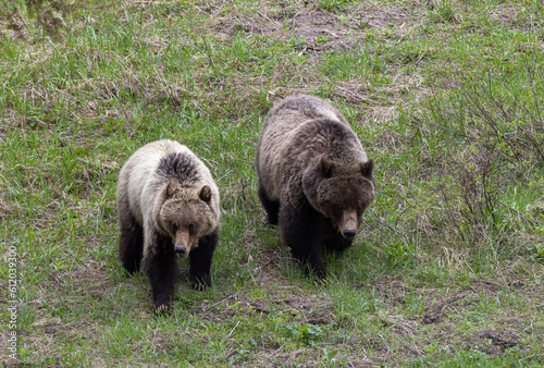 Grizzly Bears in Spring in Yellowstone National Park © natureguy