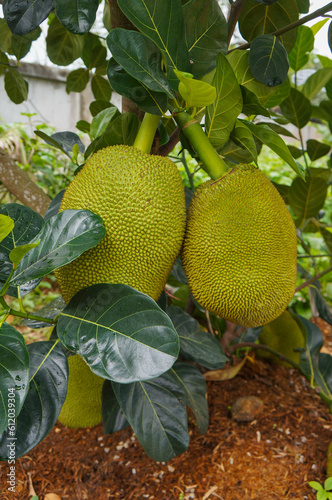 jackfruit on tree