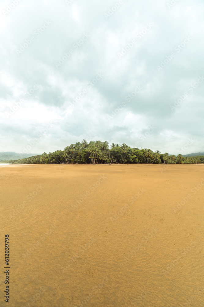 vegetation of a jungle with a beach in costa rica vegetation of a jungle with a beach in costa rica