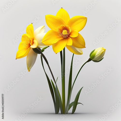 Daffodil flowers yellow colored look like beautiful.