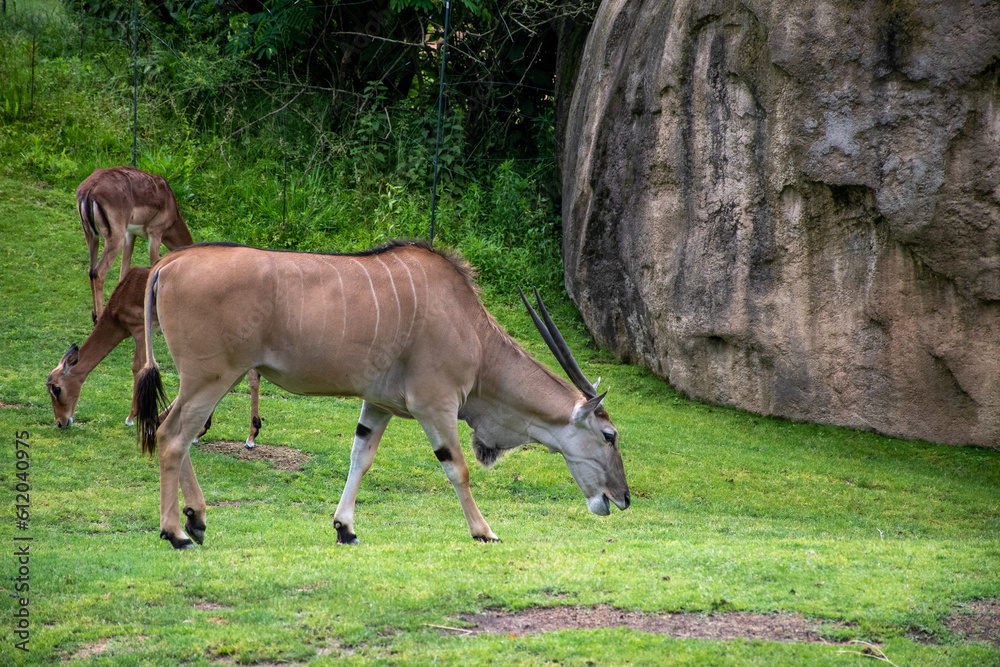 Fototapeta premium antelope in the savannah