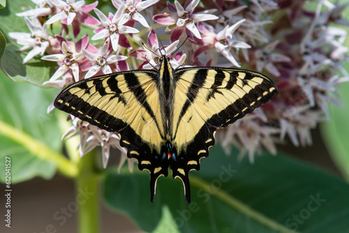 A swallowtail butterfly on show milkweed plant