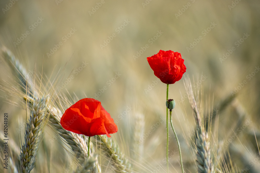 Naklejka premium poppy in the field